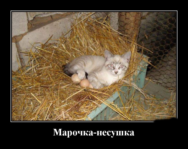 Podborka luchshikh demotivatorov 530 061